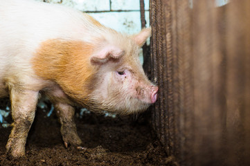 Wall Mural - Pig on a farm