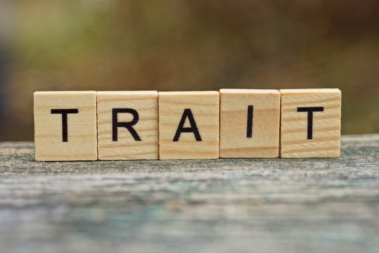 word trait made of brown wooden letters on a gray table