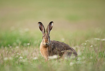 Wall Mural - european hare, lepus europaeus, czech nature