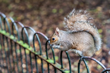 Cute Brown Squirrel On Fence Holding A Nut In St. James's Park Of London