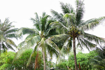 Fototapete - Green palm trees with coconuts.