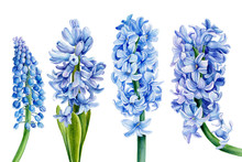 Watercolor Blue Hyacinth, Set Of Spring Flowers, On An Isolated White Background, Botanical Painting