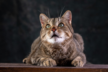 Portrait of a short-haired gray cat with a big wide face on a black isolated background. A big cat.