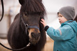 A little boy in turquoise overalls stroking an Icelandic pony horse with a funny forelock. The kid thanks the horse after hippotherapy. Brown pony looking at the camera