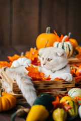 Scottish fold lies in basket. Cat and pumpkins. Cat and Autumn. A Yellow baby British shorthair kitty with halloween pumpkins at brown autumn background