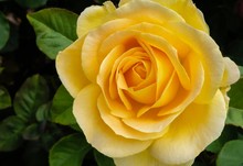 Macro Of Yellow Rose