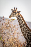 Fototapeta Sawanna - Side profile of a Giraffe in Africa.