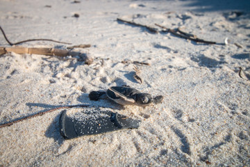 Wall Mural - Green sea turtle hatchling on the beach.