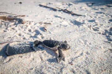 Wall Mural - Green sea turtle hatchling on the beach.