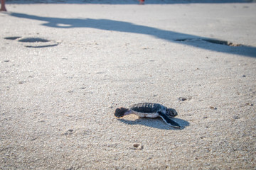 Wall Mural - Green sea turtle hatchling on the beach.