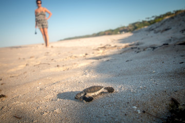 Poster - Green sea turtle hatchling on the beach.