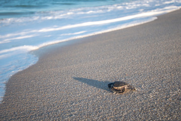 Poster - Green sea turtle hatchling on the beach.