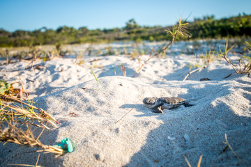 Wall Mural - Green sea turtle hatchling on the beach.