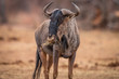 Blue wildebeest standing in the grass and eating.