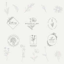 Set Of 6 Botanical Logos. Hand Drawn Botanical Illustrations With Various Plants And Herbs.