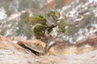 A small twisted juniper tree growing from a crack in the sandstone with a dusting of snow on it's trunk  