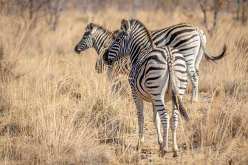 Wall Mural - Zebras standing in the high grass.