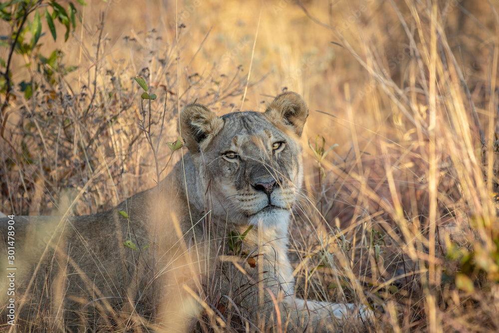 Lioness laying in the grass in the bush. - obrazy, fototapety, plakaty 
