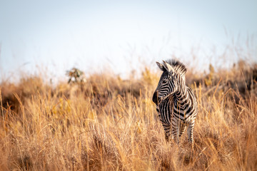 Young Zebra standing in the high grass.