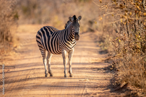 Fotografía Zebra standing in the middle of a bush road.