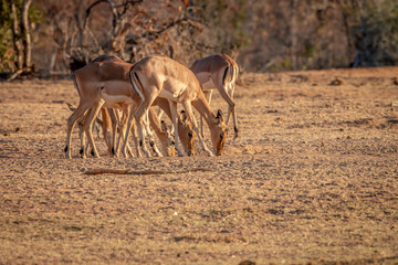 Wall Mural - Herd of Impalas standing in the grass.