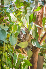Wall Mural - Adorable baby koala and mother sitting on tree branch eating eucalyptus leaves