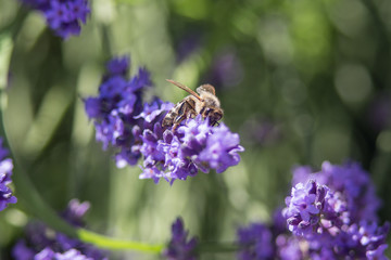 Bee on a flower