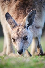 Wall Mural - Wild Kangaroos and joeys on open grass land in Gold Coast, Queensland, Australia