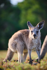 Wall Mural - Wild Kangaroos and joeys on open grass land in Gold Coast, Queensland, Australia