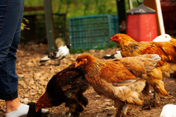 chicken feed, chickens fed on the farm