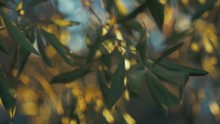 Beautiful Sunlight Falls On Olive Tree Leaves