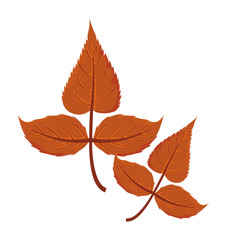 Sticker - beautiful autumn leaves on white background