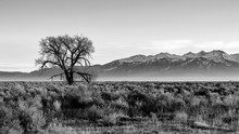 A Solitary Tree Grows Strong.  Monochrome Silhouette Of A Tree Near Great Sand Dunes National Park.