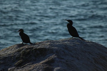 bird silhouette standing on a rock at the beach