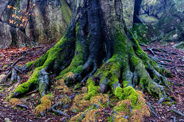 The massive roots of the tree in the rocks