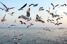 Flock Of Seagulls Flying Over The Sea At Sunset.