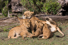 Lion Nursing Cubs
