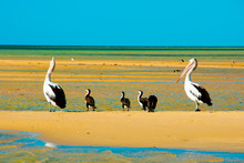 Pied Cormorants & Pelicans - Monkey Mia - Western Australia