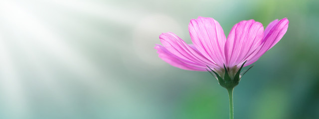 Wall Mural - beautiful border pink cosmos flower in the sunlight, soft selective focus. delicate floral backgroun