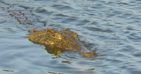 Wall Mural - Portrait of a Nile crocodile (Crocodylus niloticus) in shallow water, Kruger National Park, South Africa