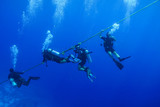 Fototapeta Do akwarium - Diving the Red Sea Egypt