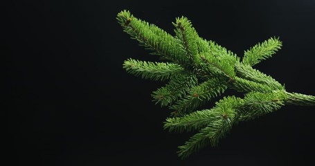 Green spruce branch on black background