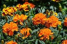 Large Group Of Orange Tagetes Or African Marigold Flowers In A Sunny Summer Garden, Textured Floral Background, Soft Focus