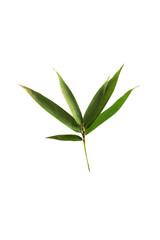 bamboo leaves isolated on a white background with a cliping path, tropical leaf, can be used as background and wallpaper,