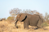 Fototapeta Sawanna - a big male elephant walking through the african savannah