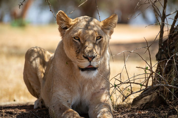 Wall Mural - portrait of a beautiful female lion relaxing in the african savannah