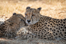 Portrait Of A Couple Of Two Lovely Cheetahs In The African Savannah