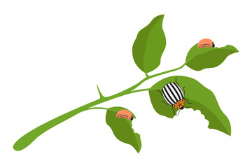 Sticker - Colorado bug and its larvae eating potato leaves. Vector illustration.