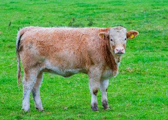 Canvas Print - Cattle in field