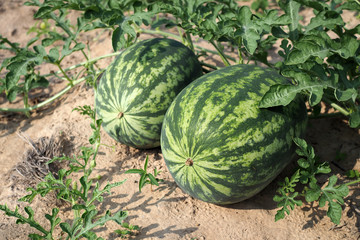 Fresh green watermelon of ripe watermelons in a field. nature food